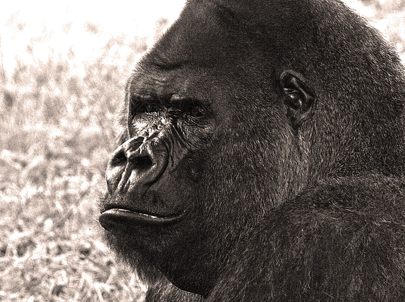 Gorilla