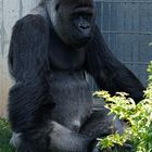 Gorilla