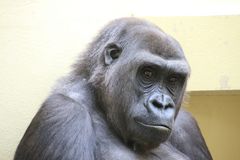 Gorilla