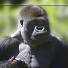 Gorilla..