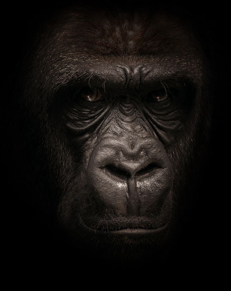 Gorilla