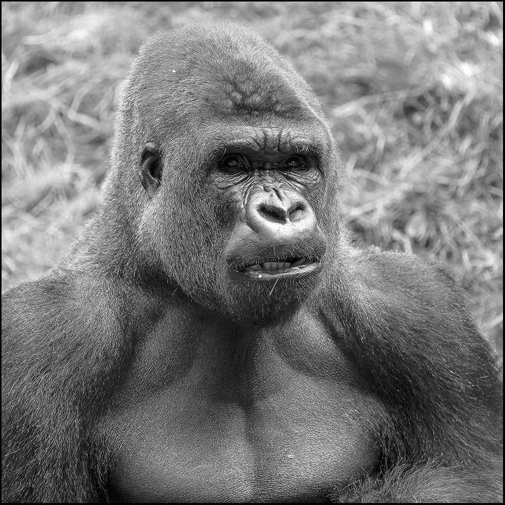 - - Gorilla - -