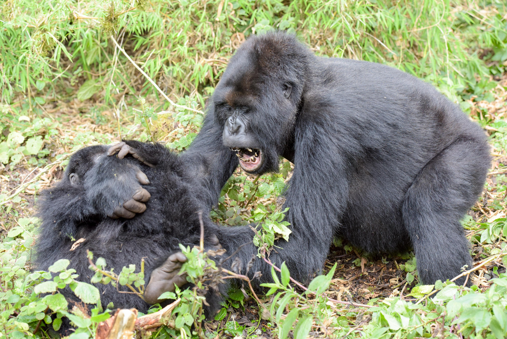 Gorilla Familie in Uganda