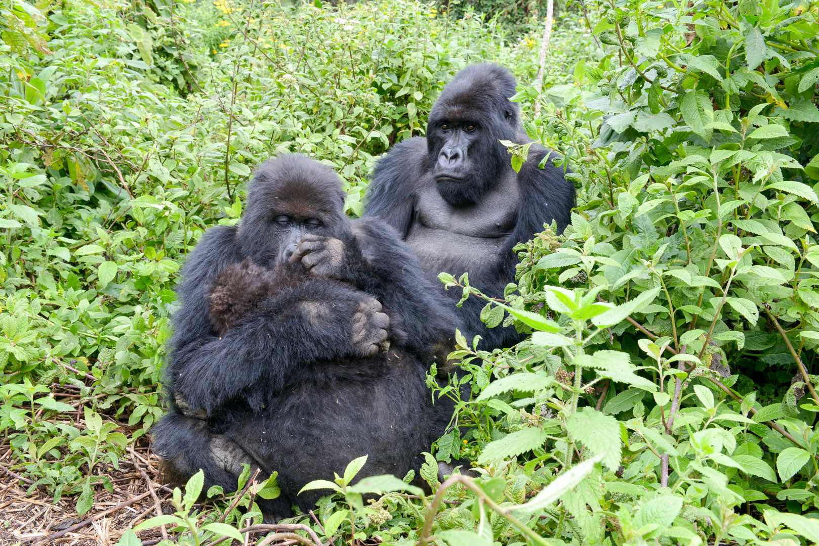 Gorilla Familie in Uganda