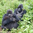 Gorilla Familie in Uganda