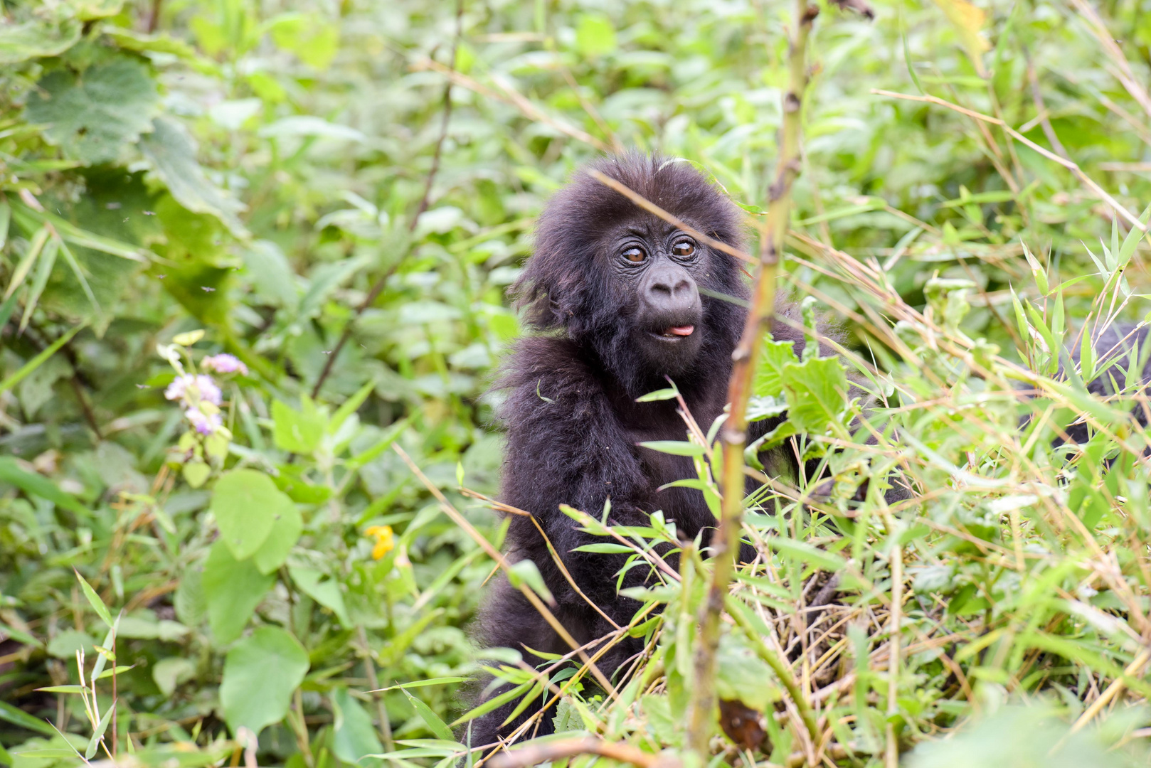 Gorilla Familie in Uganda