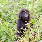 Gorilla Familie in Uganda