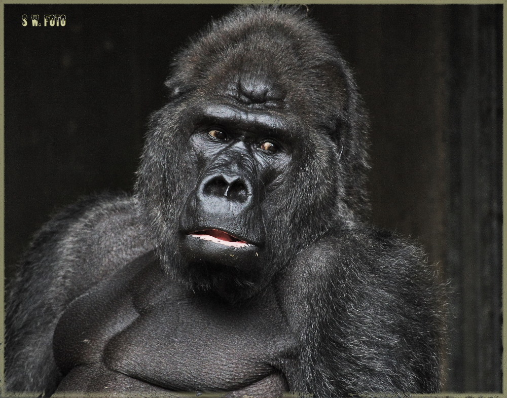 Gorilla