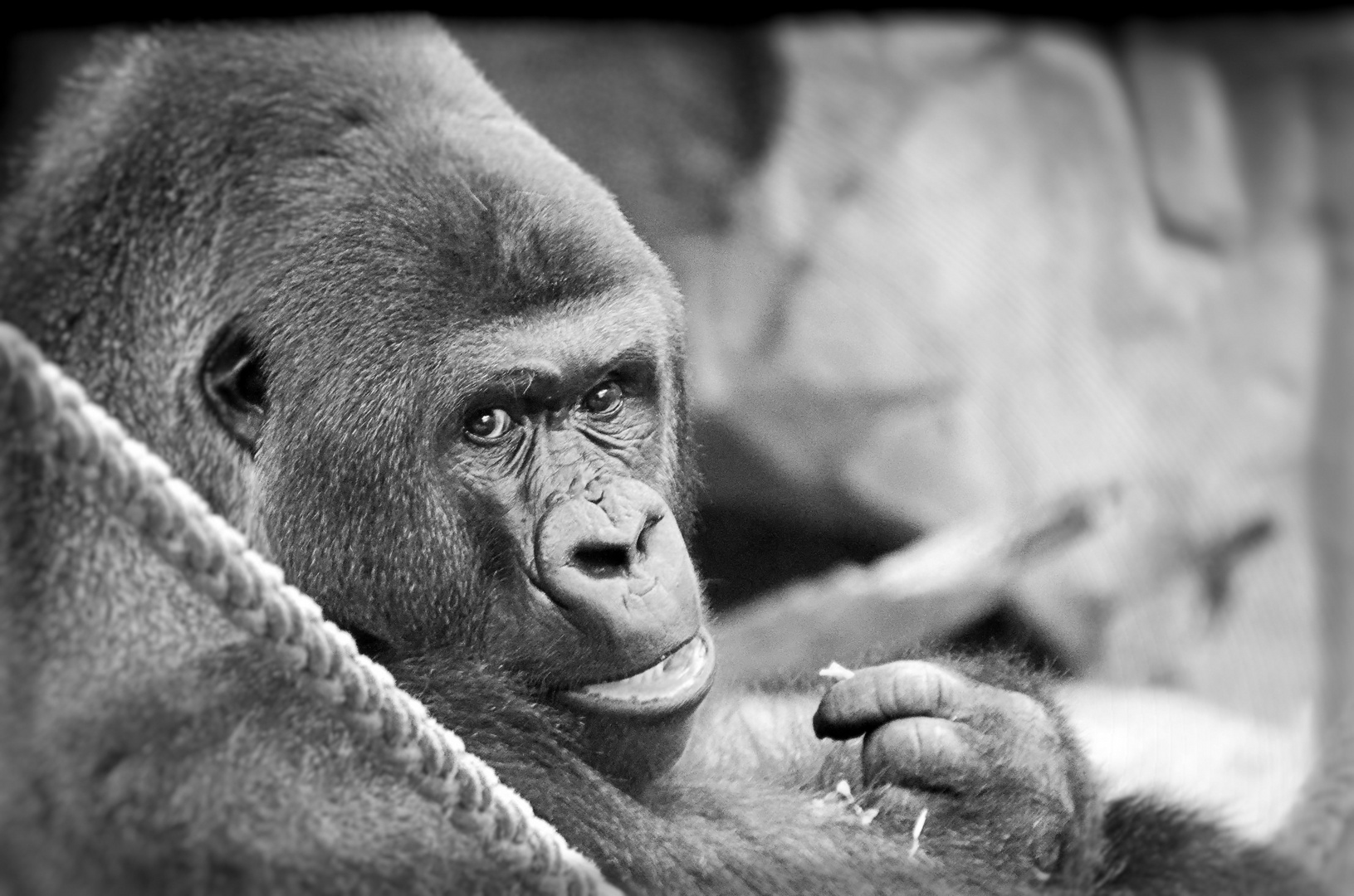 Gorilla, Frankfurter Zoo 2012