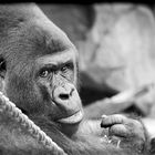 Gorilla, Frankfurter Zoo 2012