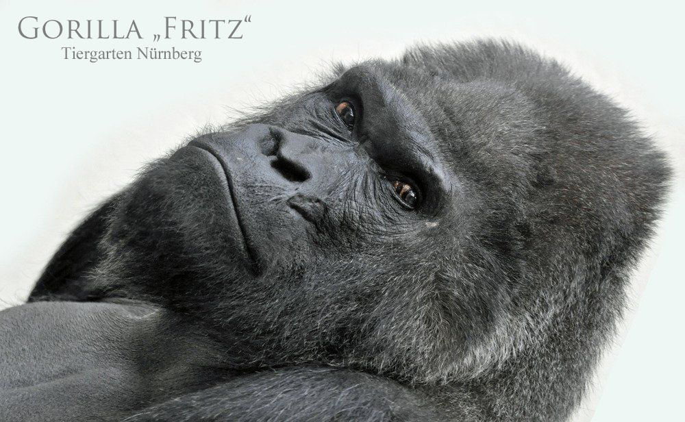 Gorilla FRITZ