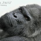 Gorilla FRITZ