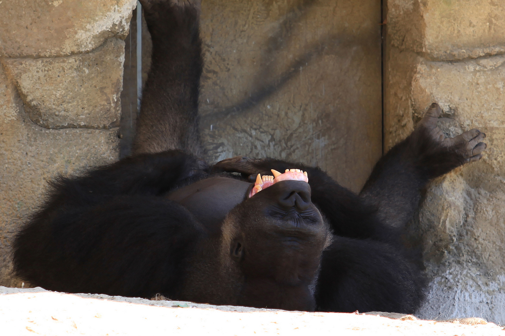 Gorilla genießt sein Leben