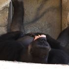 Gorilla genießt sein Leben