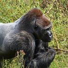 Gorilla (Gorilla)