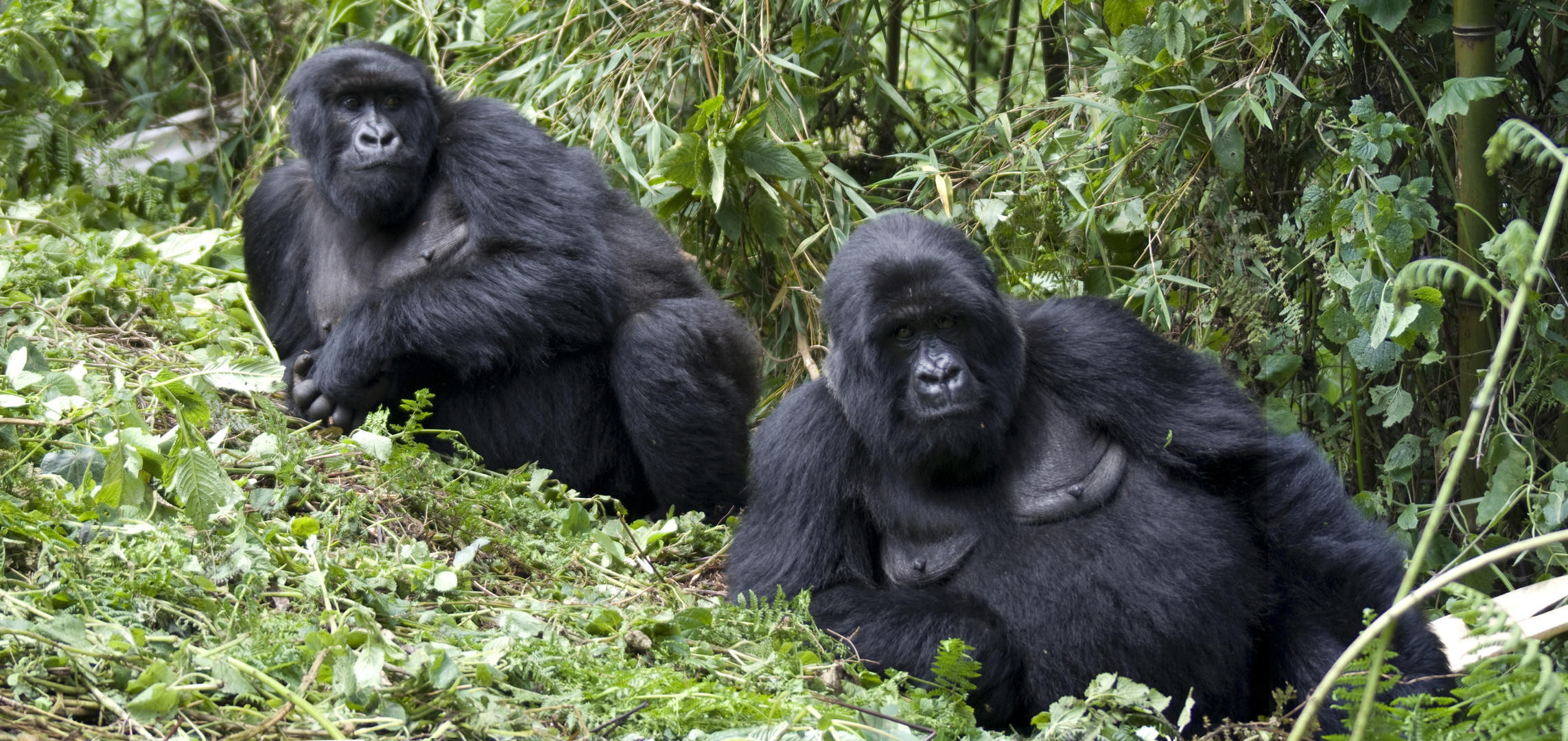 Gorilla Grazien aus Ruanda