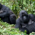 Gorilla Grazien aus Ruanda