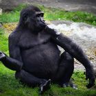Gorilla gut drauf 