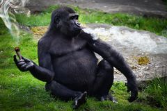 Gorilla gut drauf 