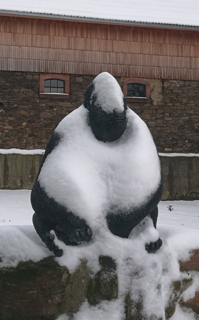 Gorilla hält Ausschau nach Schnee