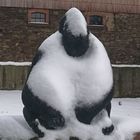 Gorilla hält Ausschau nach Schnee