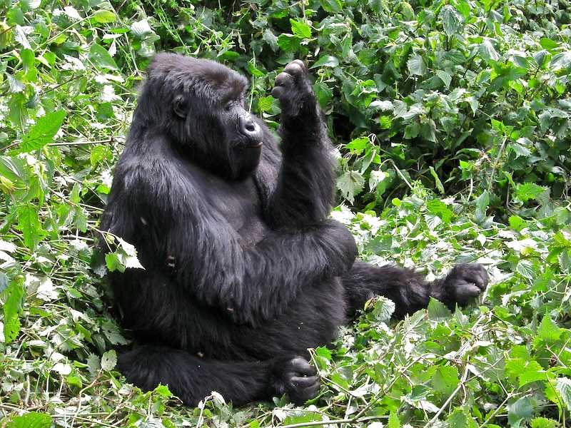 Gorilla Hand- und Fusspflege