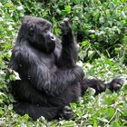 Gorilla Hand- und Fusspflege