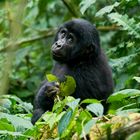 Gorilla hilft beim Fotografieren