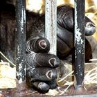 Gorilla hinter Gitter