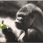 Gorilla II