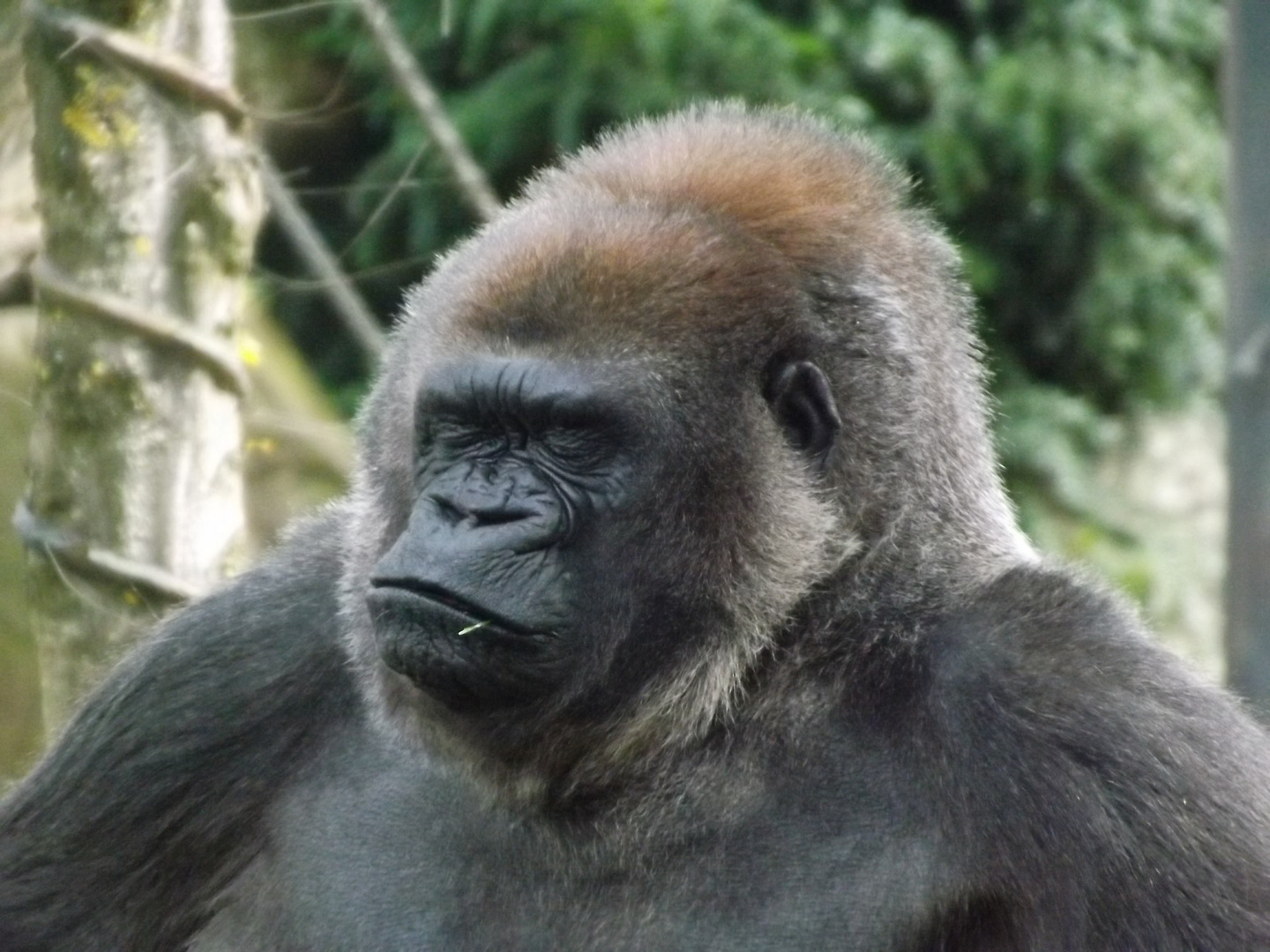 Gorilla im Allwetterzoo Münster