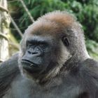 Gorilla im Allwetterzoo Münster