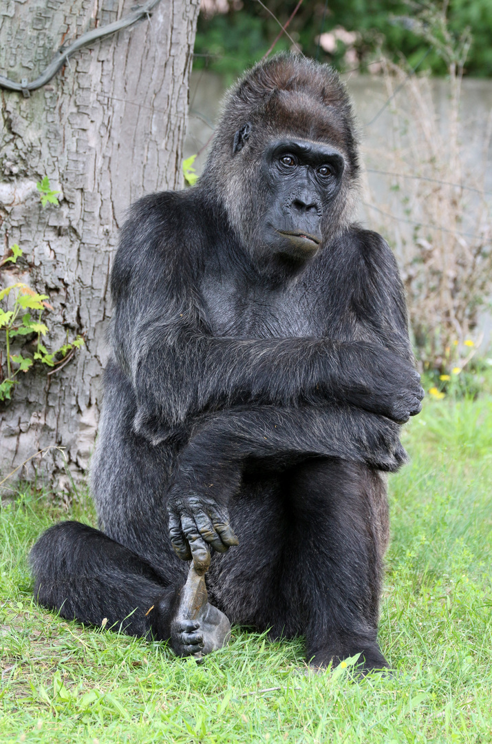 Gorilla im Berliner Zoo