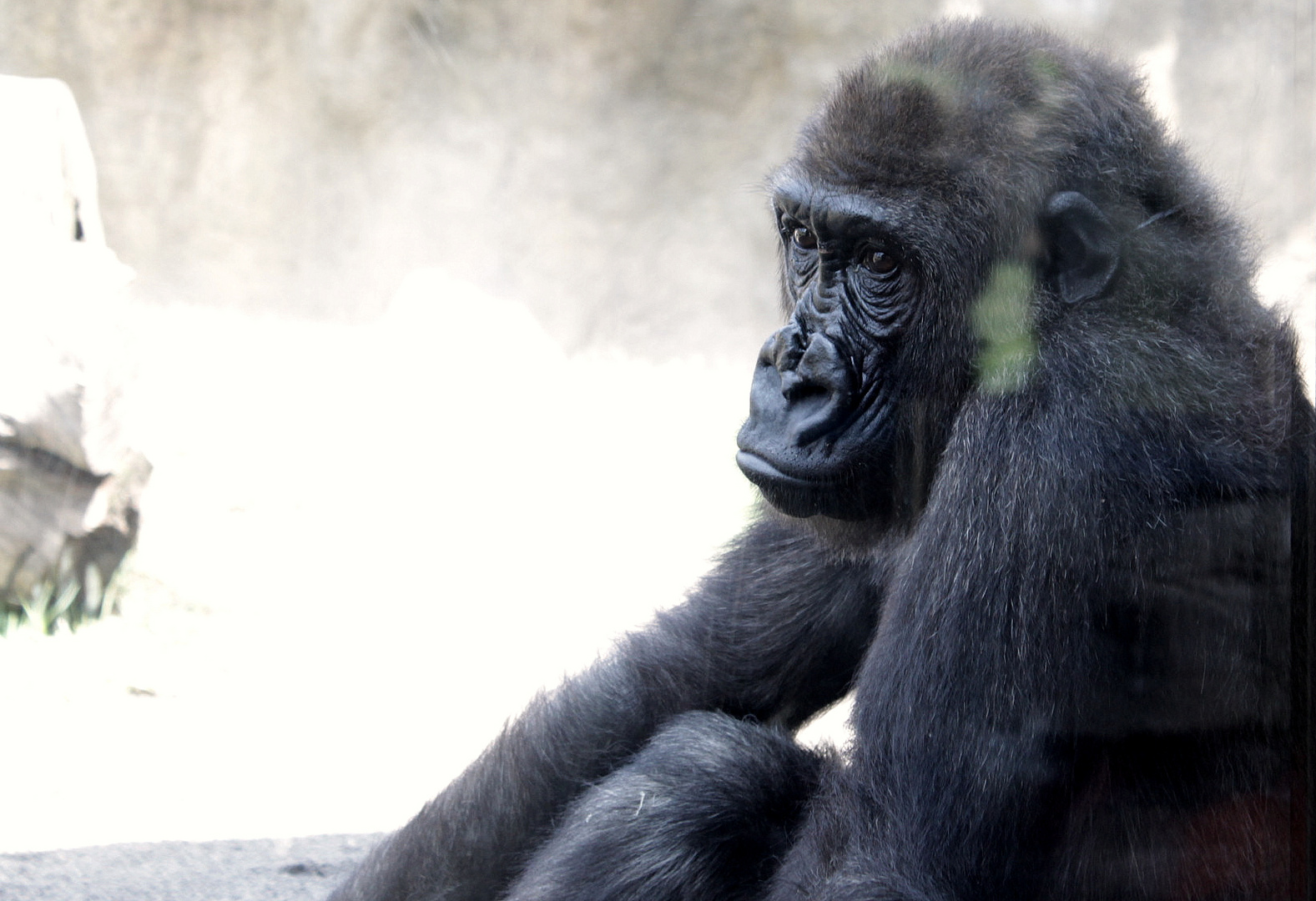 Gorilla im Bioparc Valencia