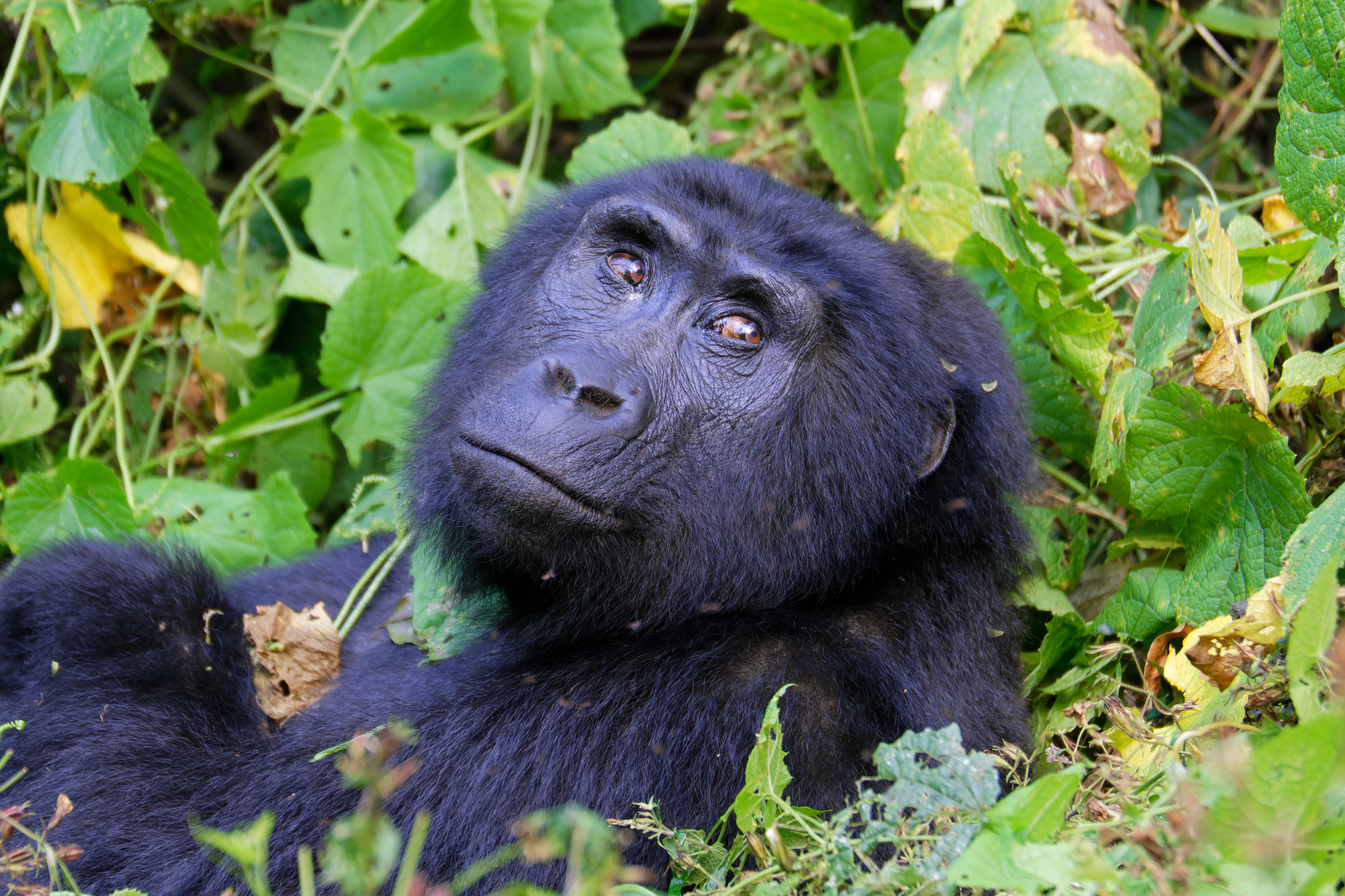 Gorilla im Biwindi Nationalpat (Uganda)