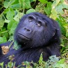 Gorilla im Biwindi Nationalpat (Uganda)