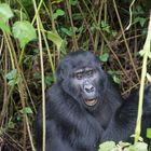 Gorilla im Bwindi NP