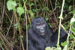 Gorilla im Bwindi NP