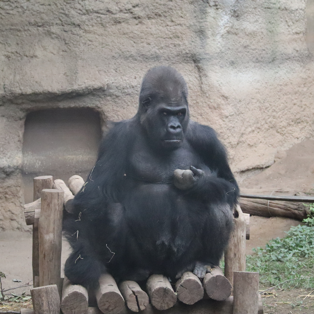 Gorilla im Darwineum im Zoo Rostok