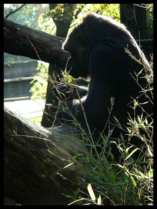 Gorilla im Duisburger Zoo