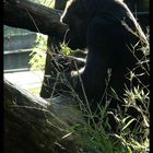 Gorilla im Duisburger Zoo