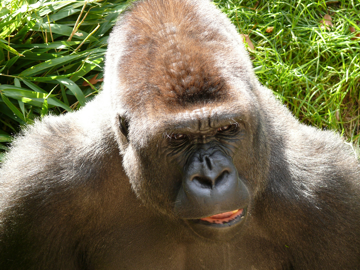 Gorilla im Duisburger Zoo