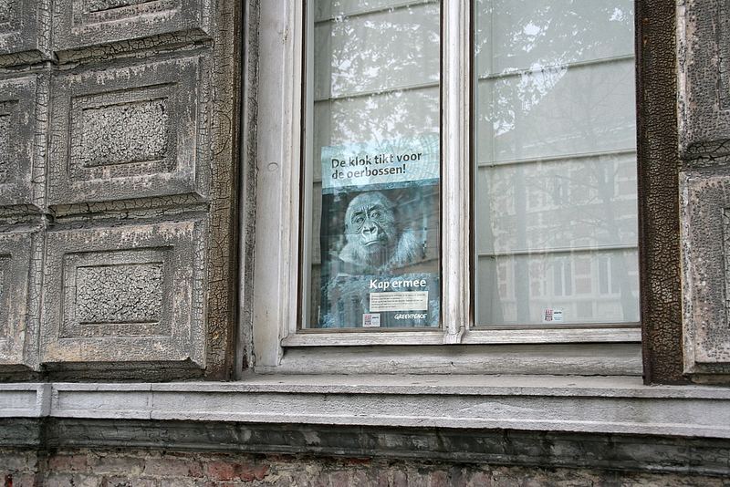 Gorilla im Fenster