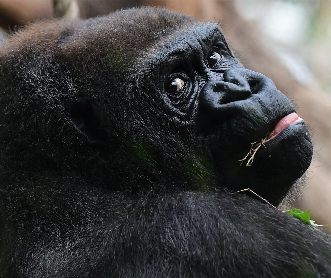 Gorilla im Kölner Zoo