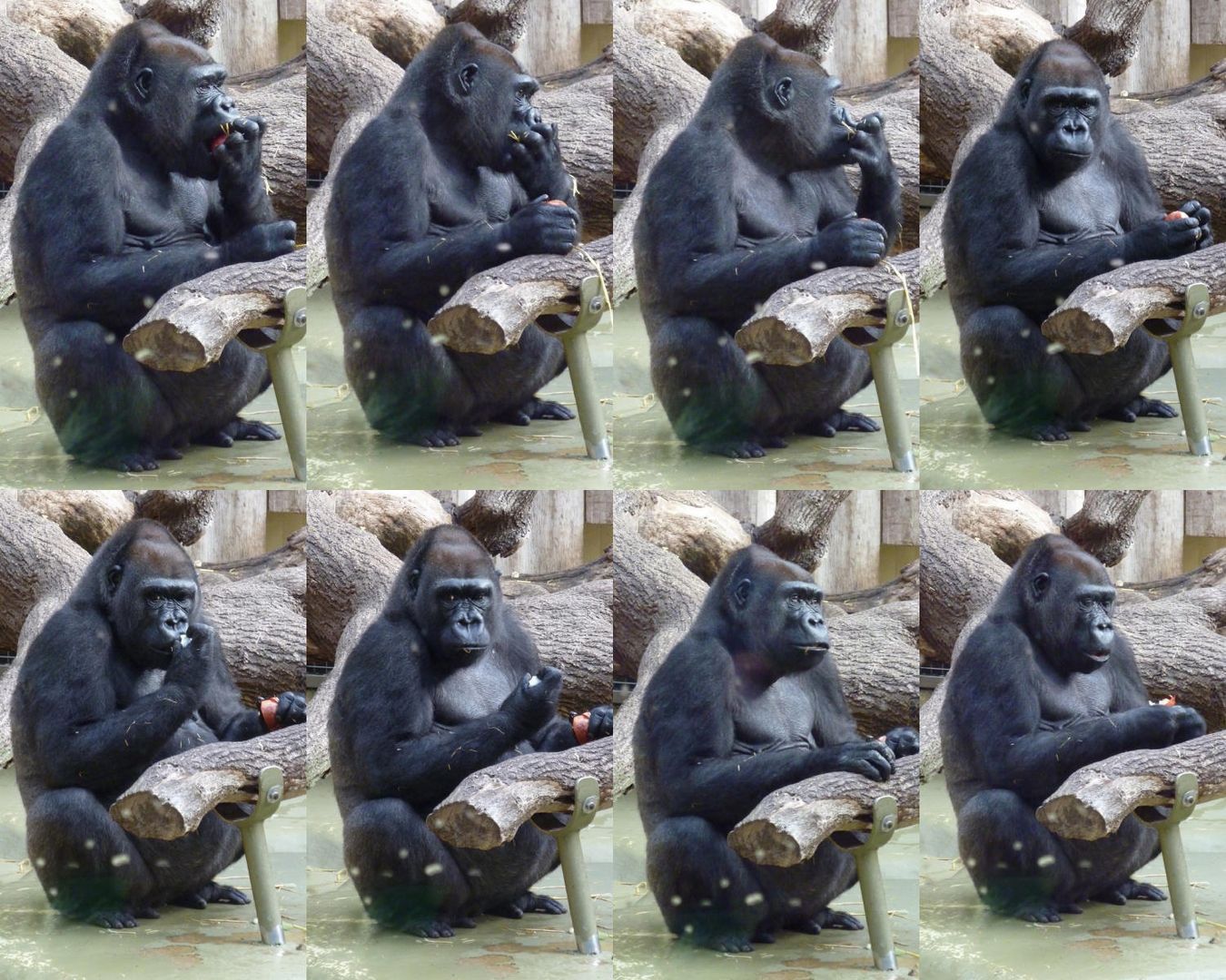 Gorilla im Kölner Zoo beim 2. Frühstück_