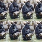 Gorilla im Kölner Zoo beim 2. Frühstück_