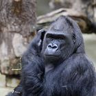 Gorilla im Kölner Zoo