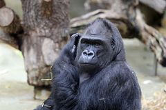 Gorilla im Kölner Zoo