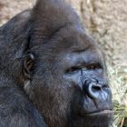 Gorilla im Leipziger Zoo