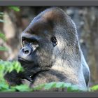 Gorilla im Loro Park auf Teneriffa